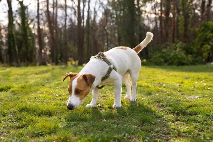 Dog doesn't poop outside