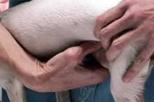 Dog lifting tail during bladder expression