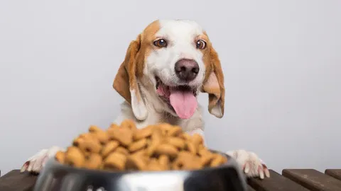Dog looking down at kibble