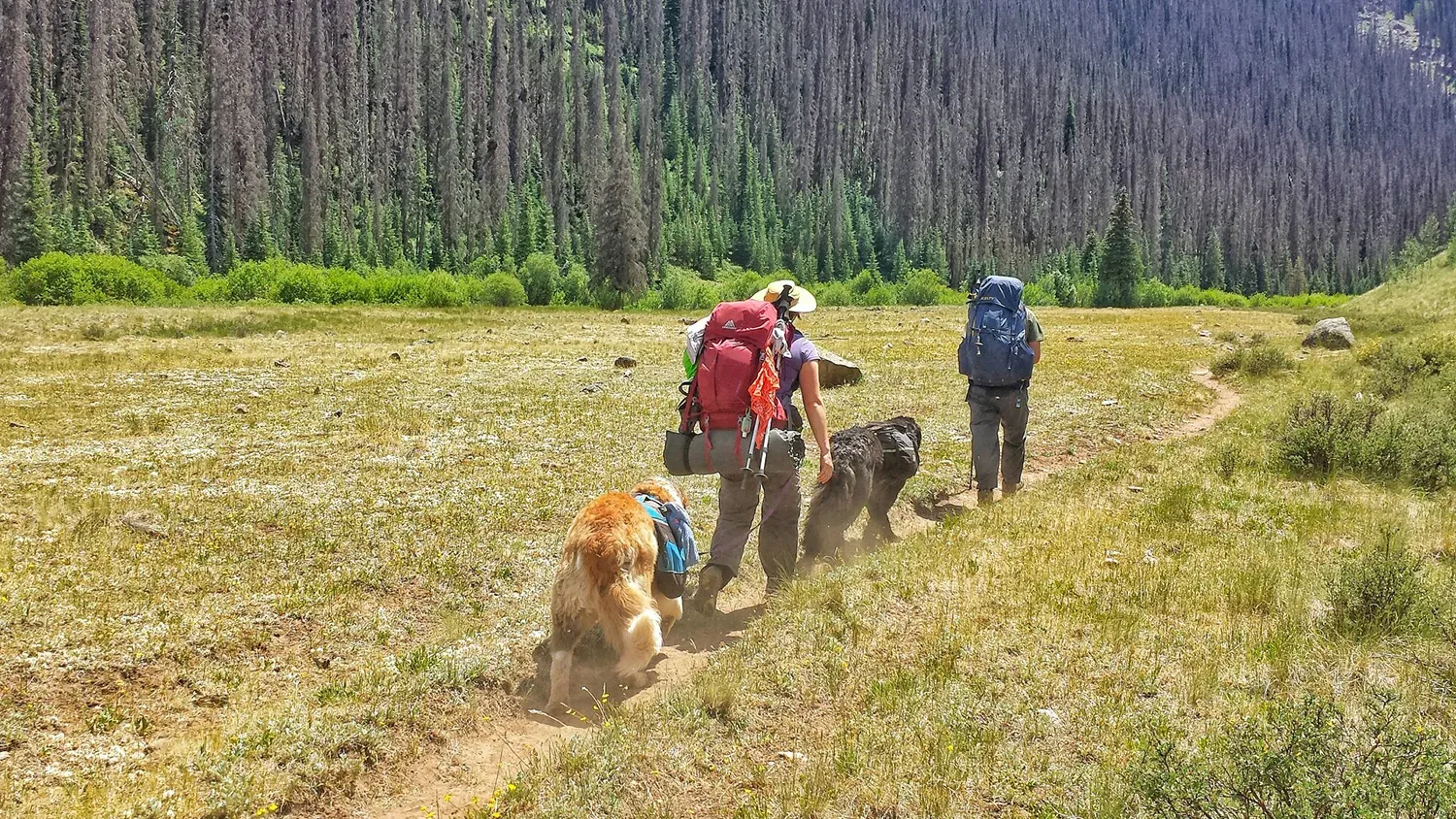 Dog on a trail with a pack