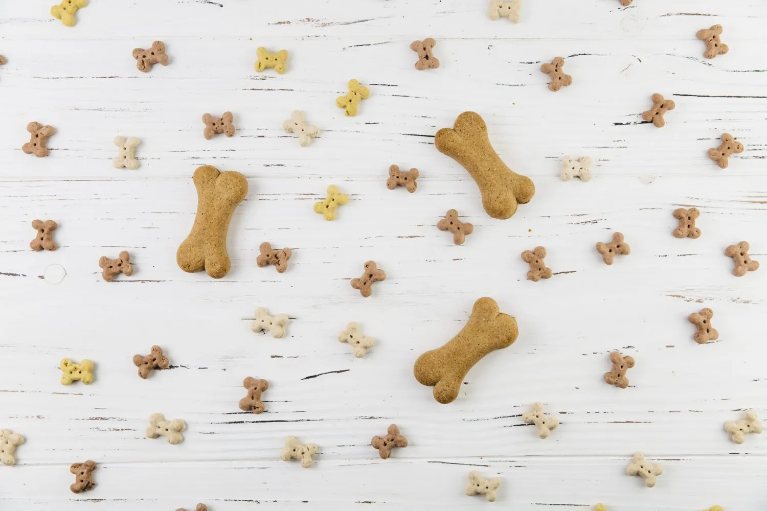 Dog treats in bone shapes spread on a table