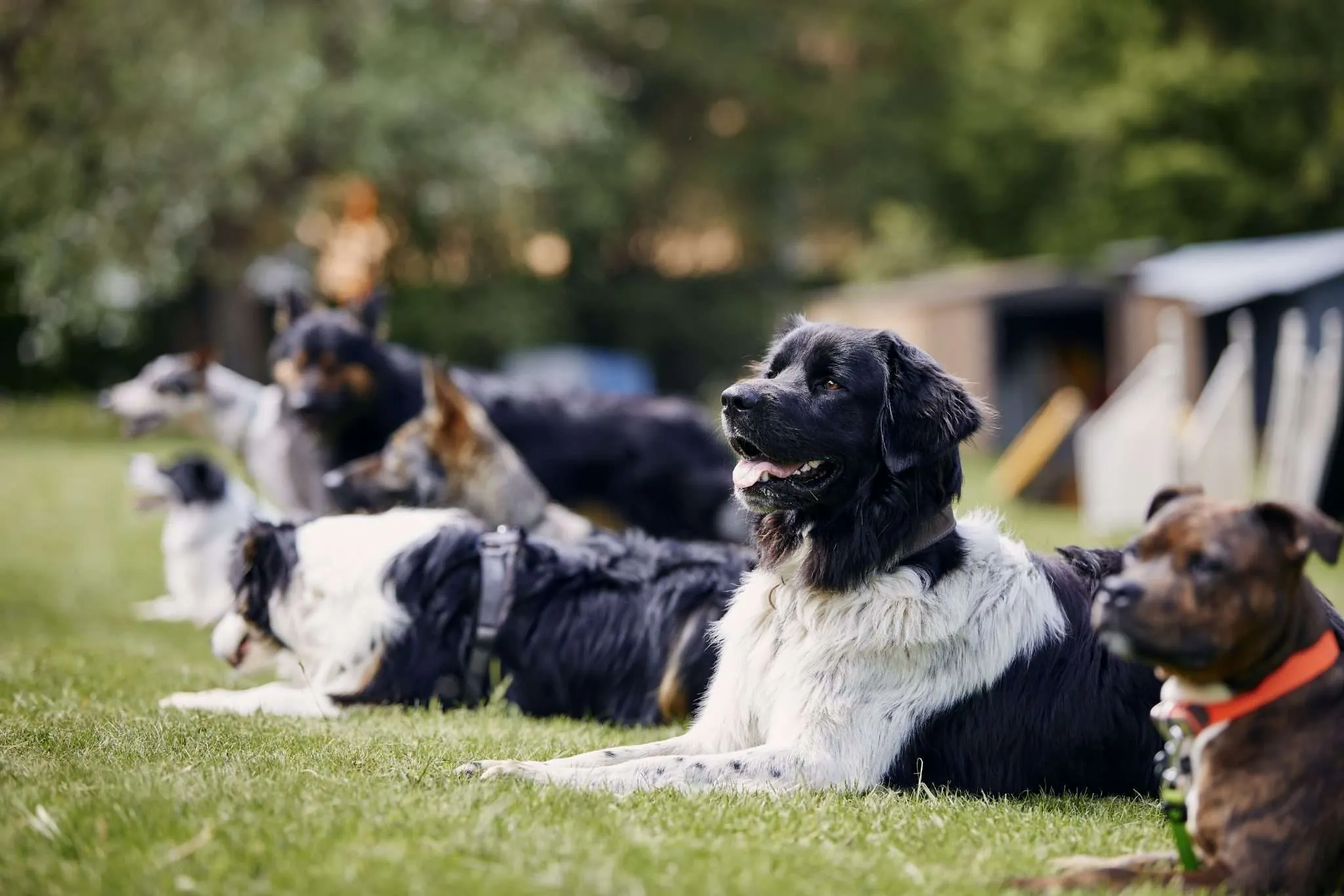Dog Whistle Training: Teaching The Recall