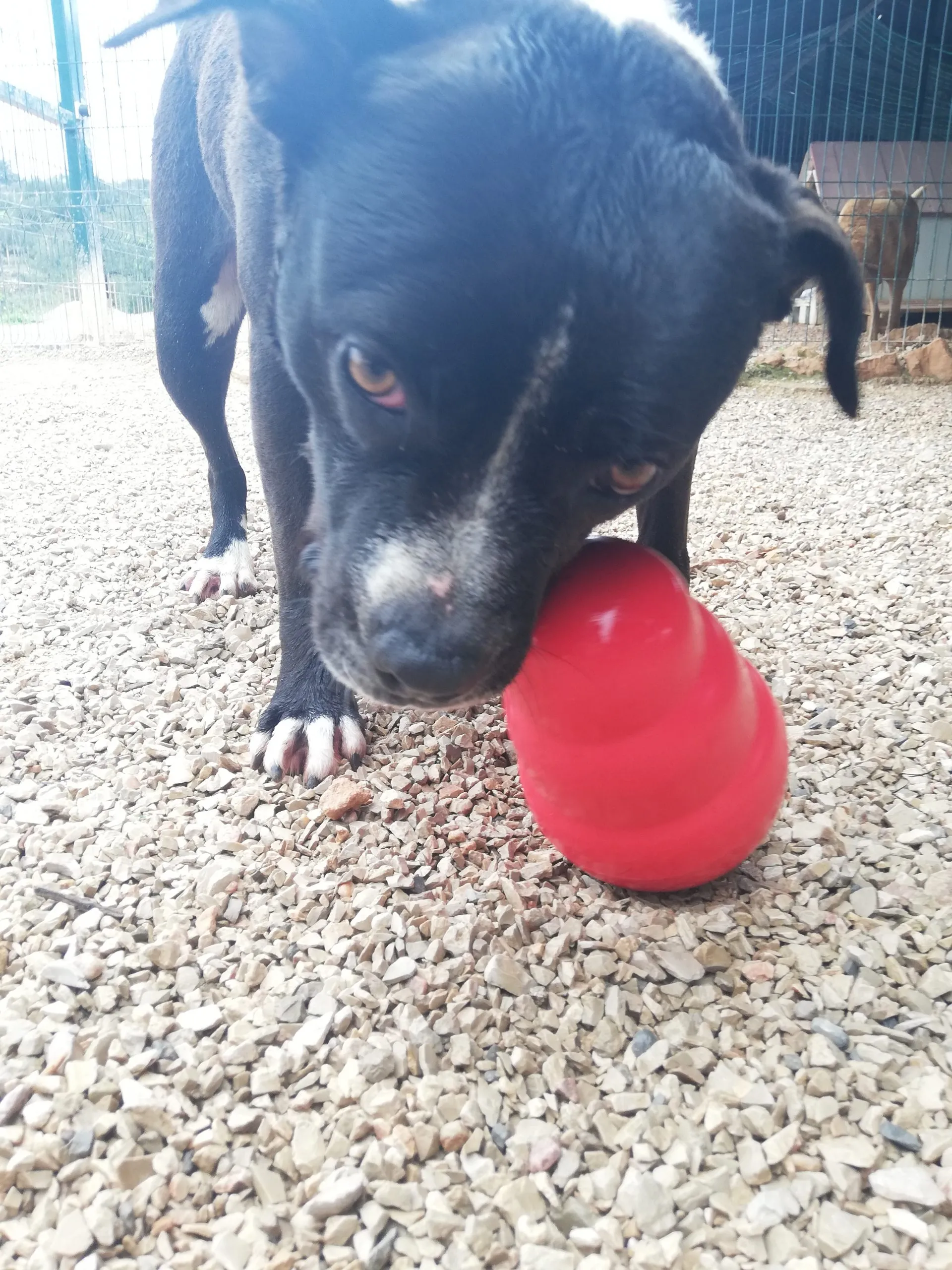 Dog with a Kong Wobbler