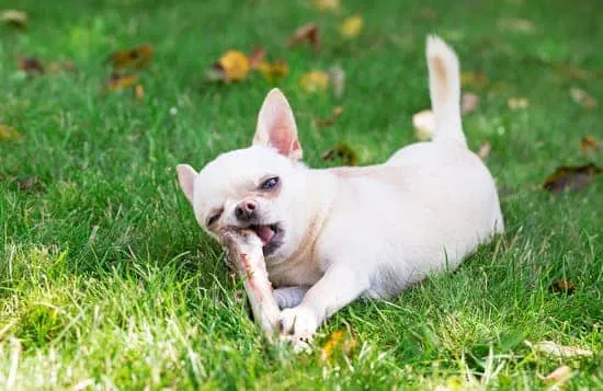 Dog with raw bone