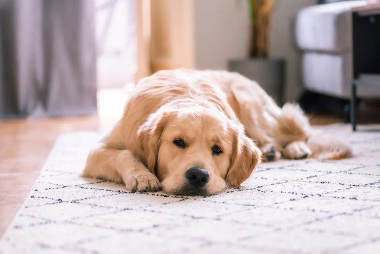 Dog with sensitive stomach
