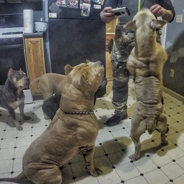 Dogs on Bully Max showing results
