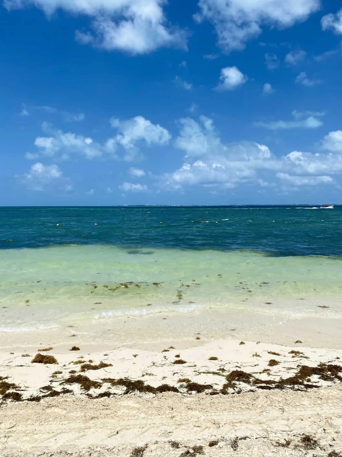 EPM Beach Sargassum