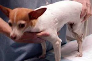 Expressing a dog's bladder, showing hand placement