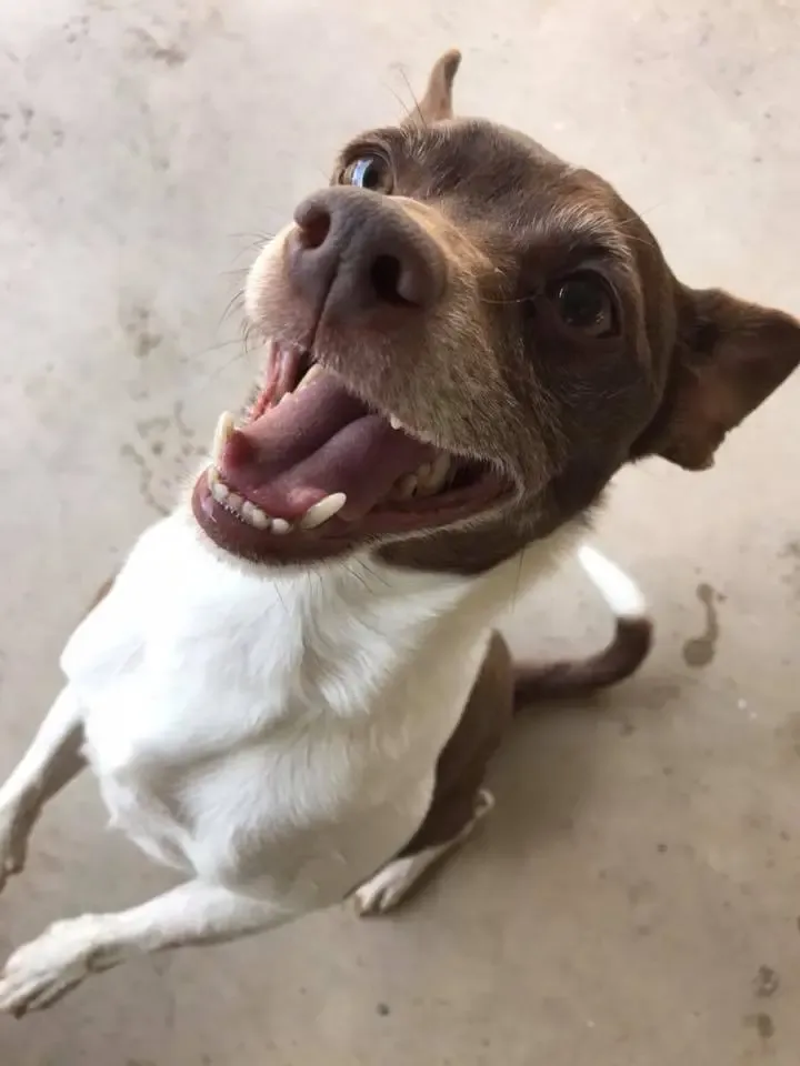 Finding the best dog training approach in Fresno
