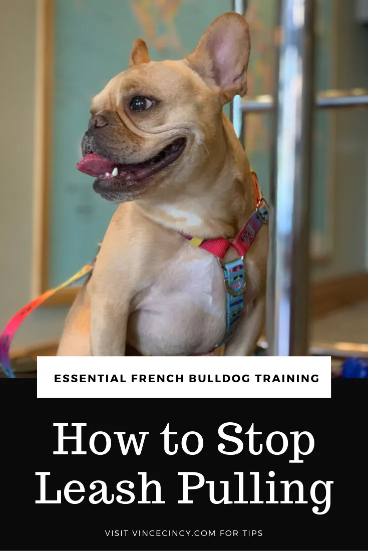 French Bulldog leash pulling illustration