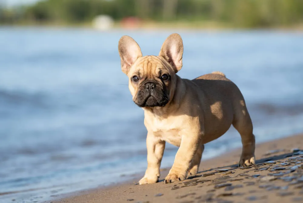 French Bulldog with food