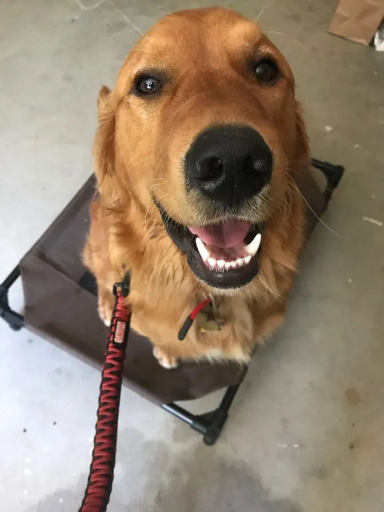 Golden retriever training in Fresno