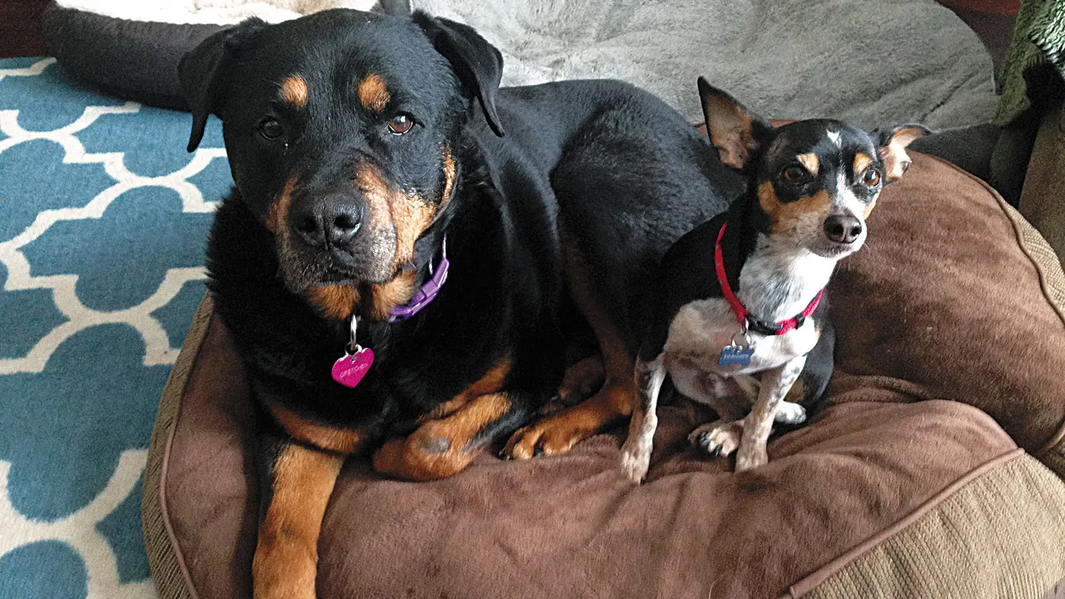 Gretchen the Rottweiler and Merlin the terrier, a bonded senior pair.