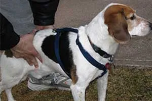 Hand position for expressing a large dog's bladder