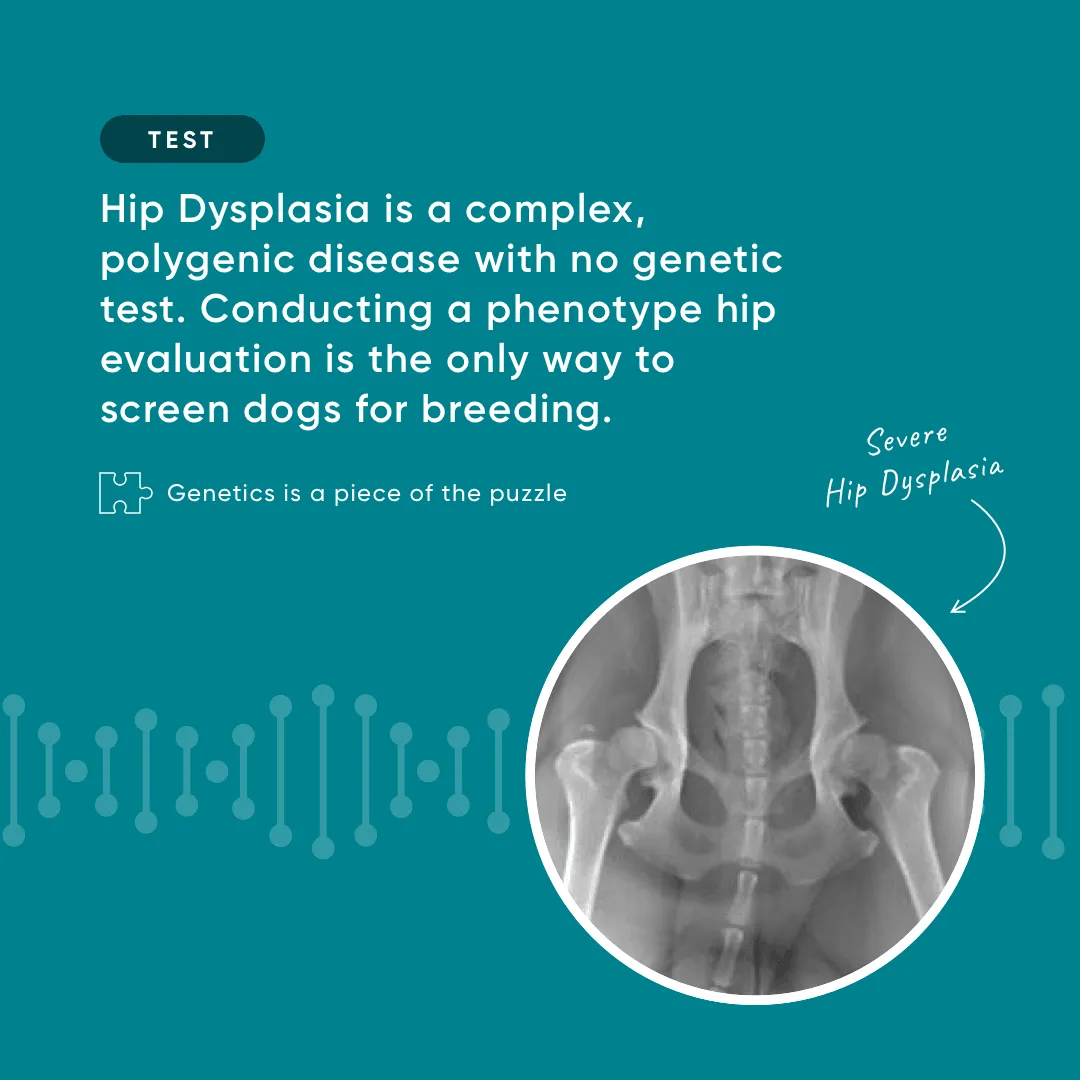 hips x-rays