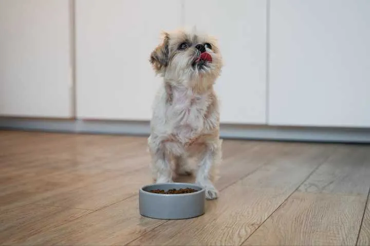 How to get your dog to poop outside