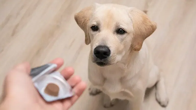 Illustration of how to prevent Lyme disease in dogs