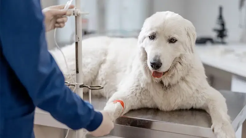 Intravenous treatment