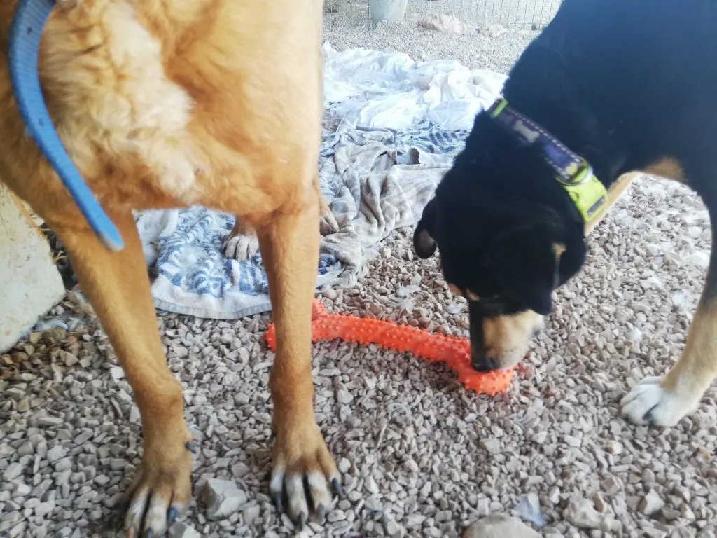 Jean (second dog) with CyunCmay Bone