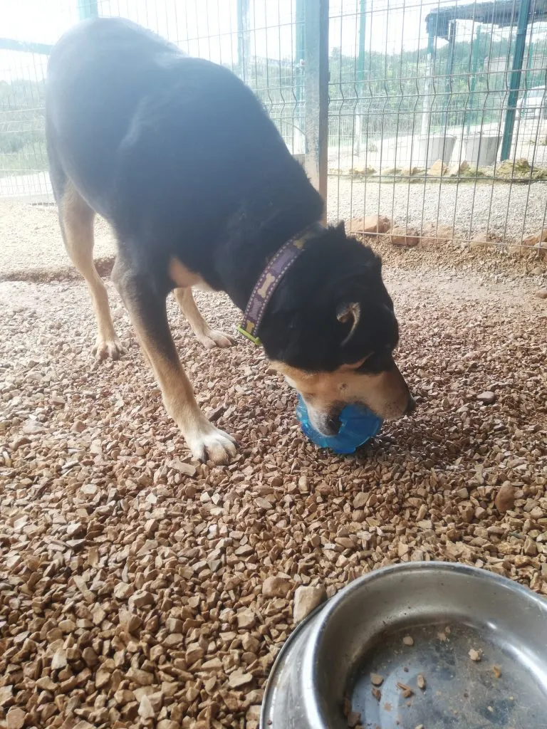 Jean with Kong Rewards Ball