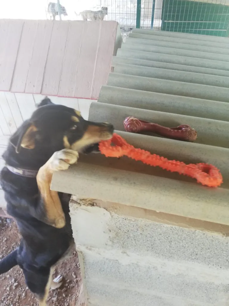 Jean with orange bone
