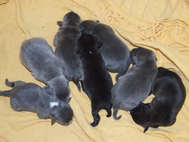 KC registered blue Staffy puppies cuddling with child in London home.