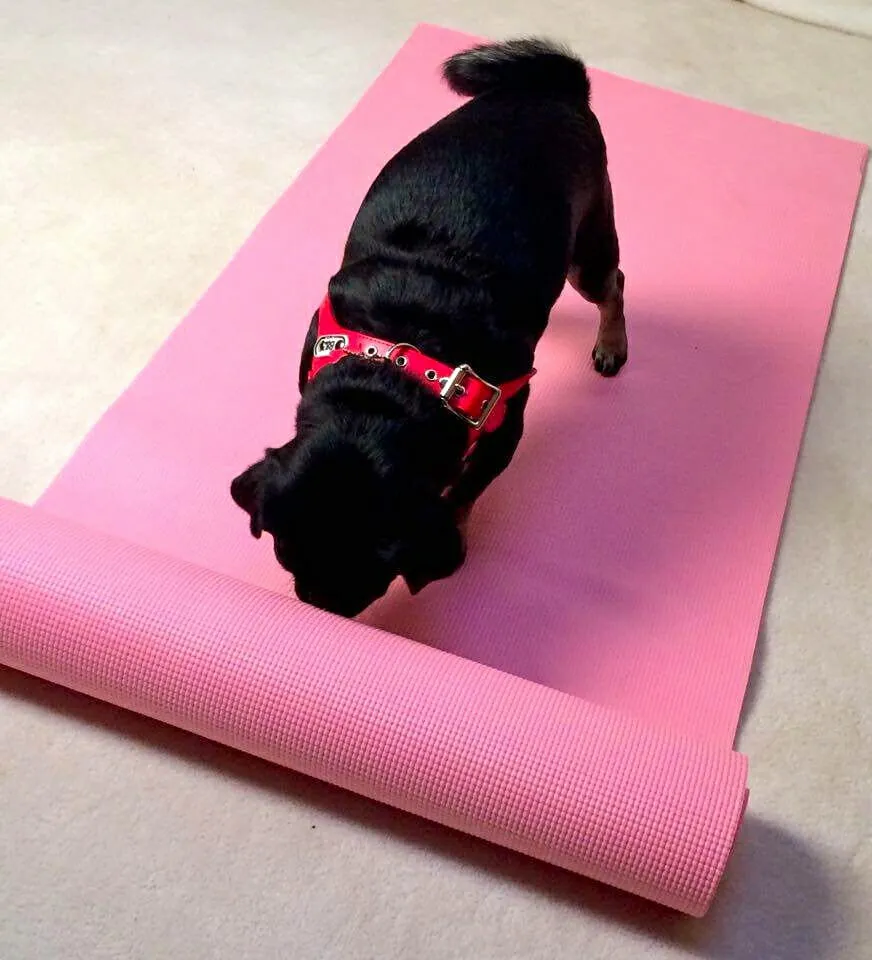 Kilo the Pug Unrolling A Yoga Mat