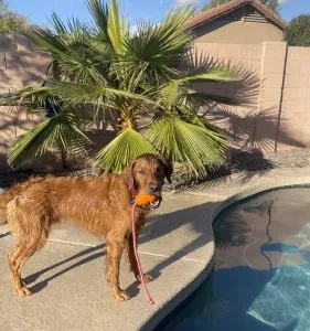 KONG Aqua dog toy