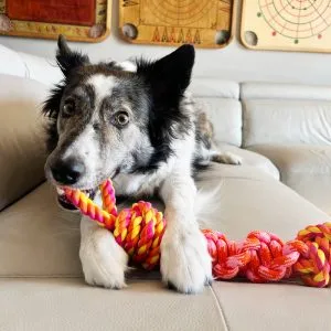 KONG Bunji Rope dog toy