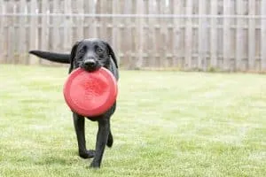 KONG Flyer dog toy