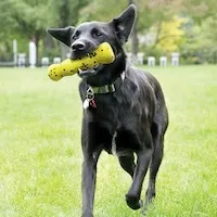 KONG Reflex Stick dog toy