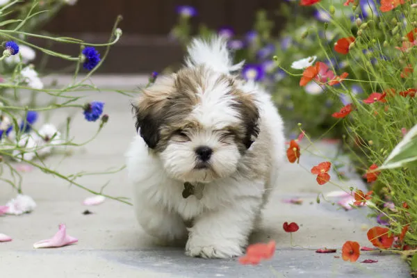 Lhasa Apso dog