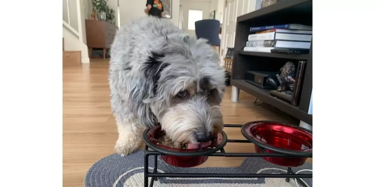 Lincoln loves when his food is mixed with The Honest Kitchen Bone Broth.