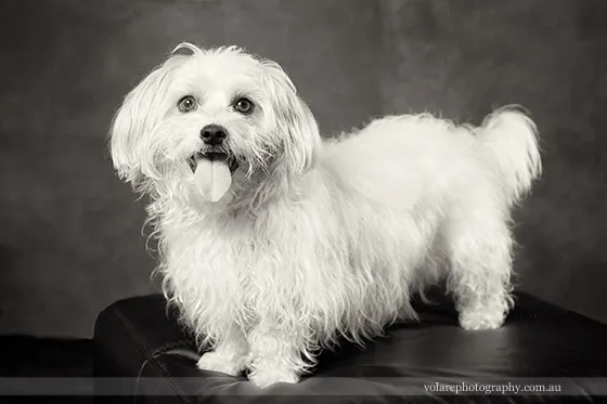 Melbourne Dog Photography Studio Black and white long haired jack russell