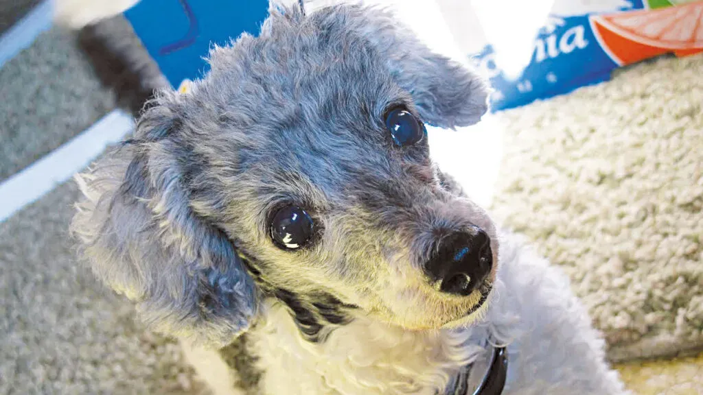 Mouse, a senior rescue dog with cataracts and other health issues.