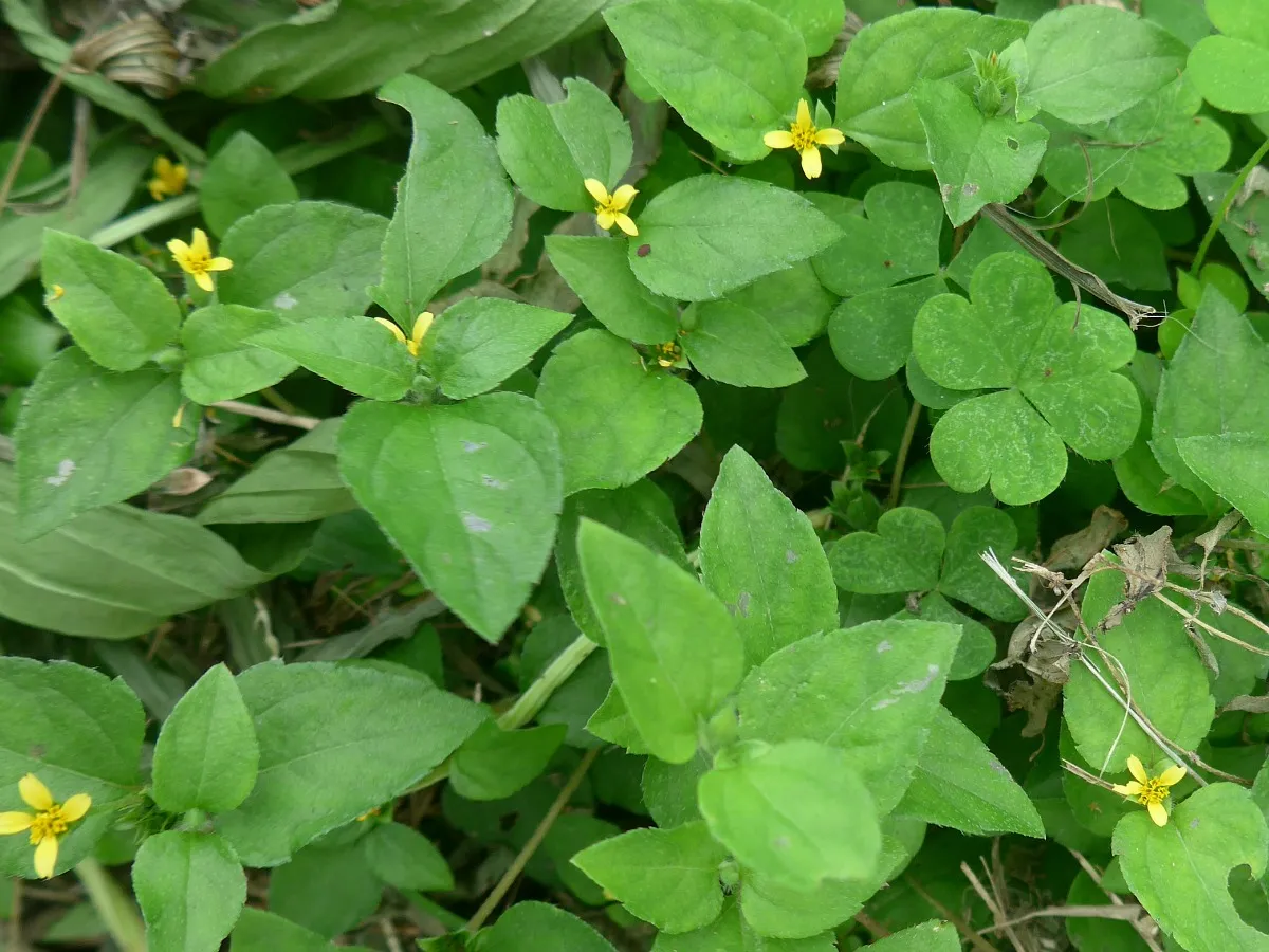 Nodeweed