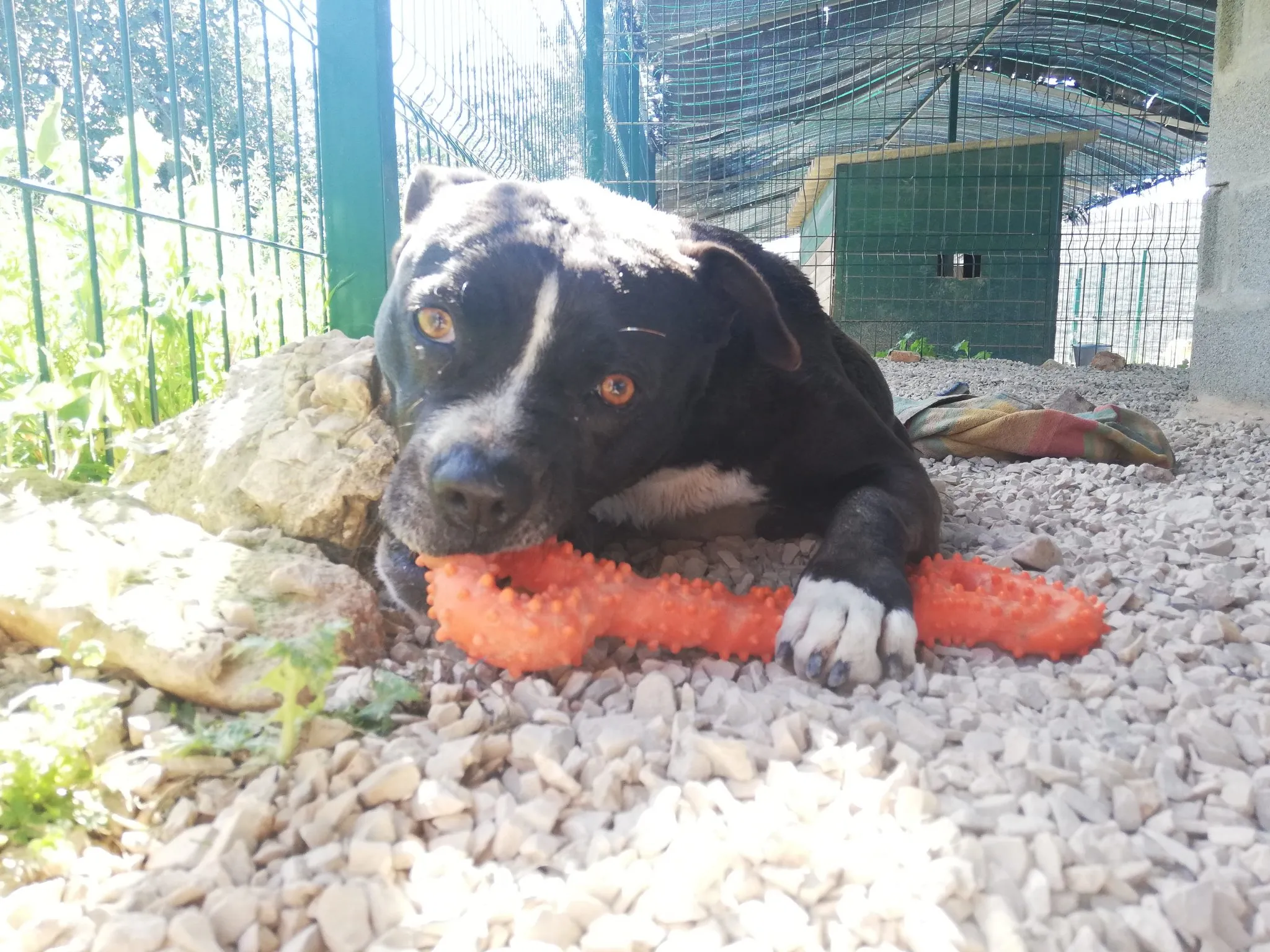Pebbles with the orange bone