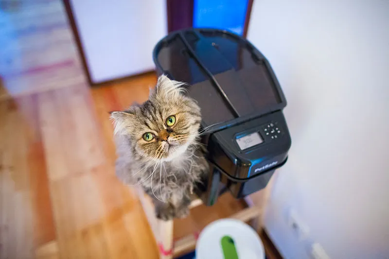 PetSafe Healthy Pet Simply Feed Automatic Cat & Dog Feeder