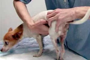 Proper hand pressure for bladder expression