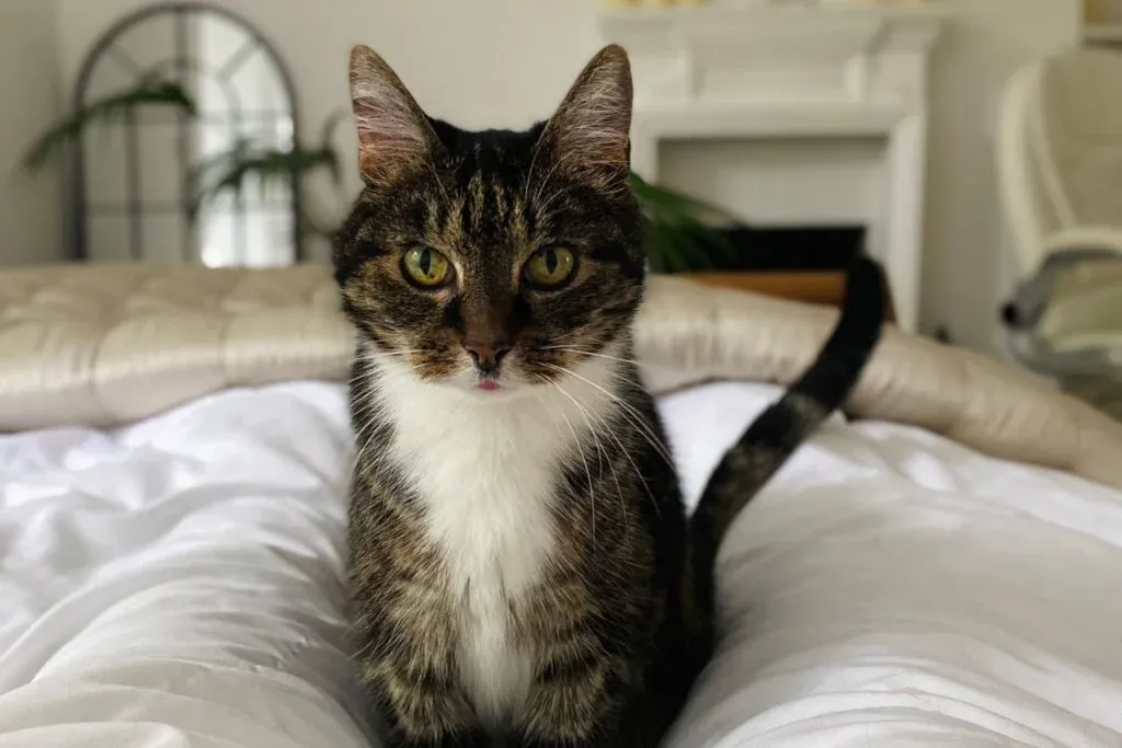 Pumpkin the cat who I met through Trustedhousesitters 2
