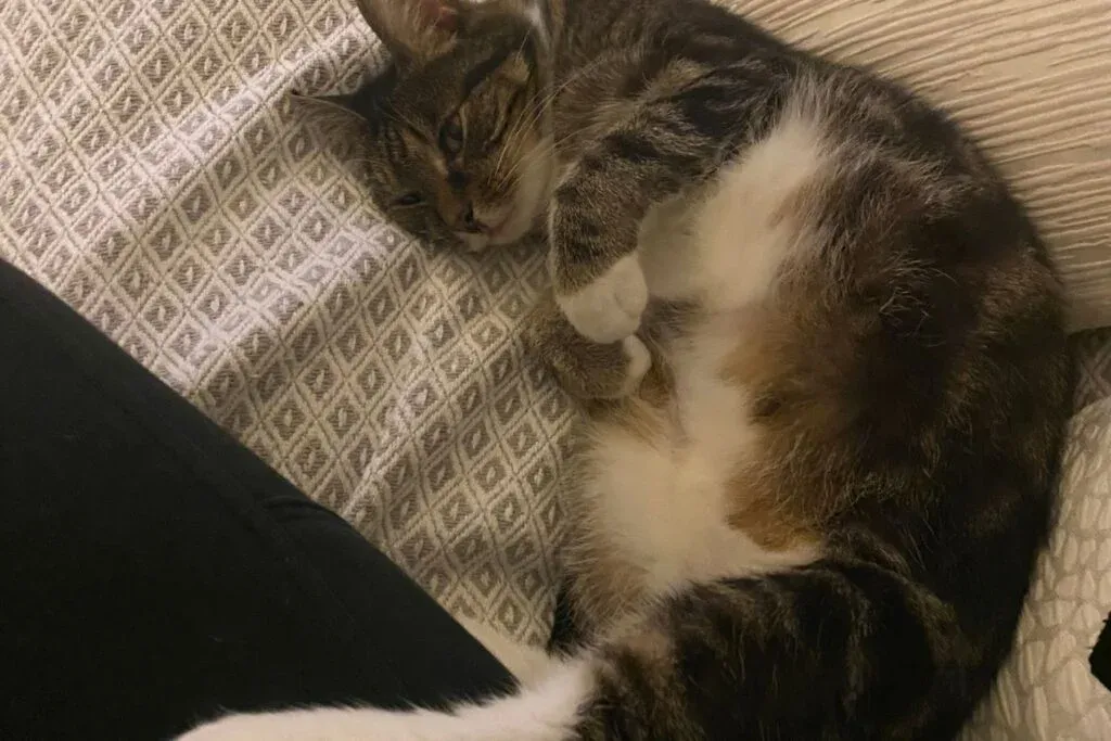 Pumpkin the cat who I met through Trustedhousesitters 3