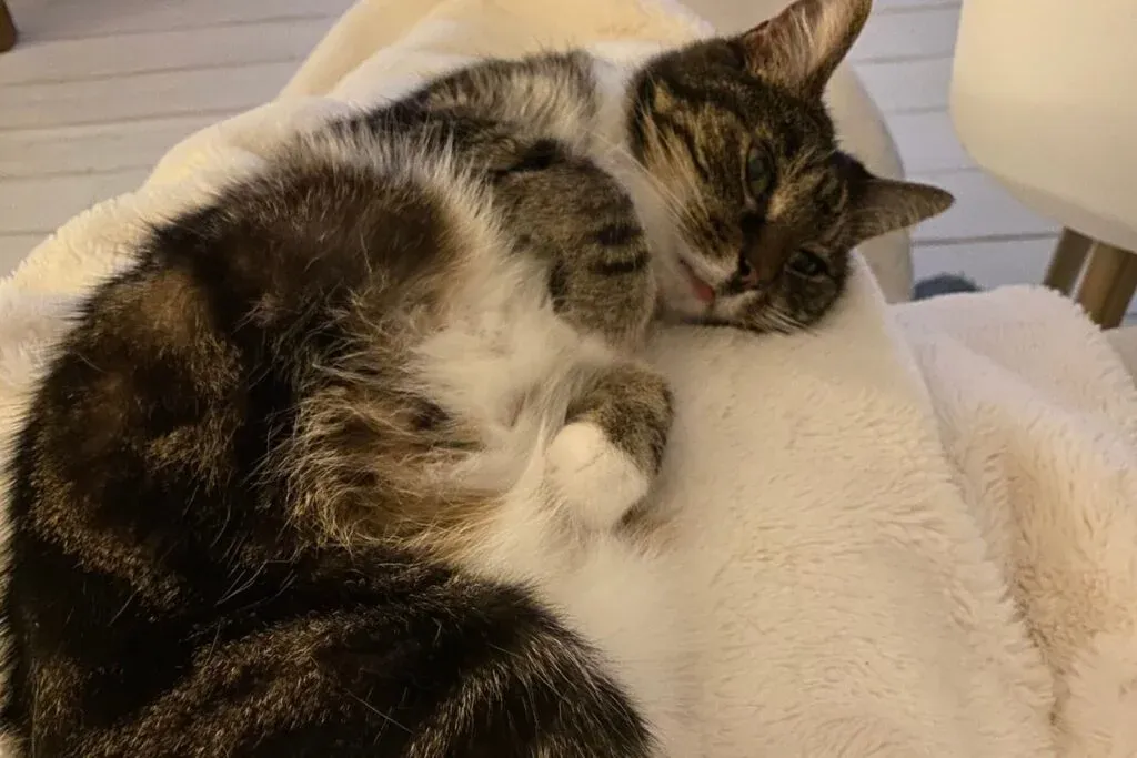 Pumpkin the cat who I met through Trustedhousesitters 4