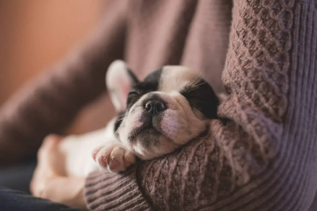 Puppy asleep in owner's arms