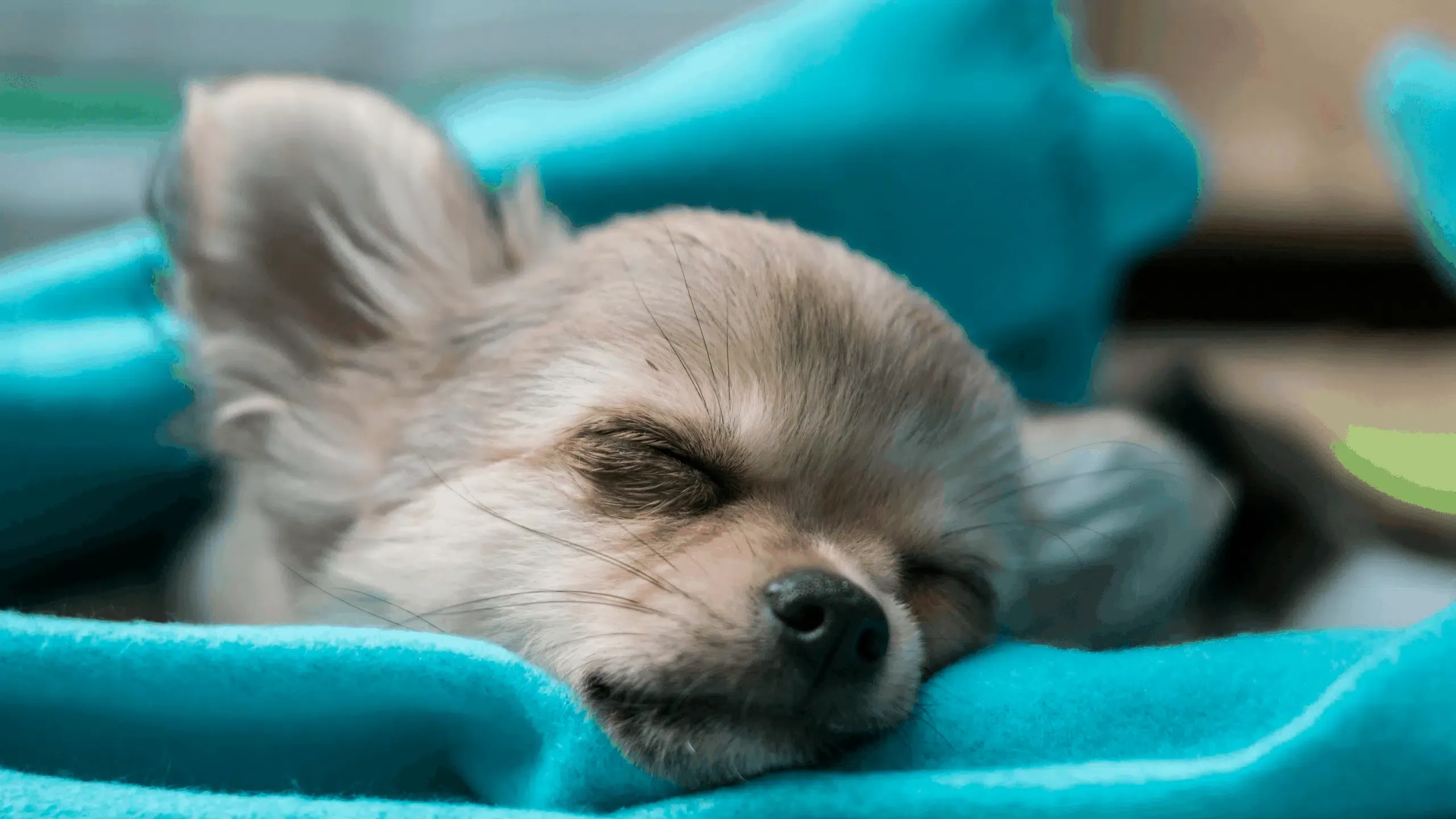 puppy sleeping