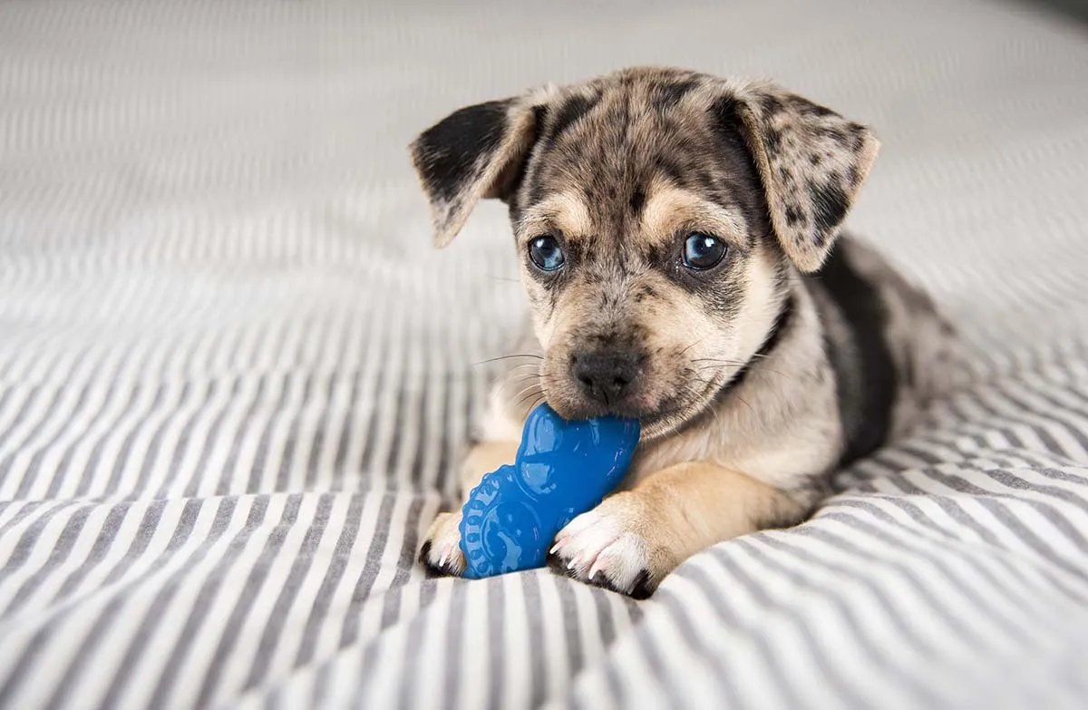 Puppy teething stick