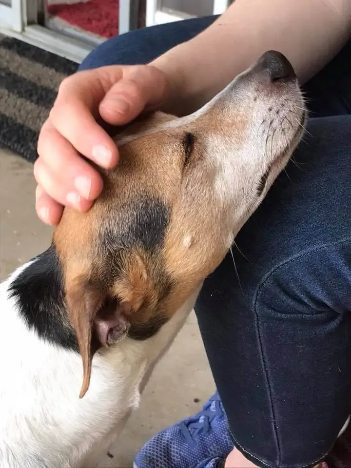 Rat terrier dog training in Clovis