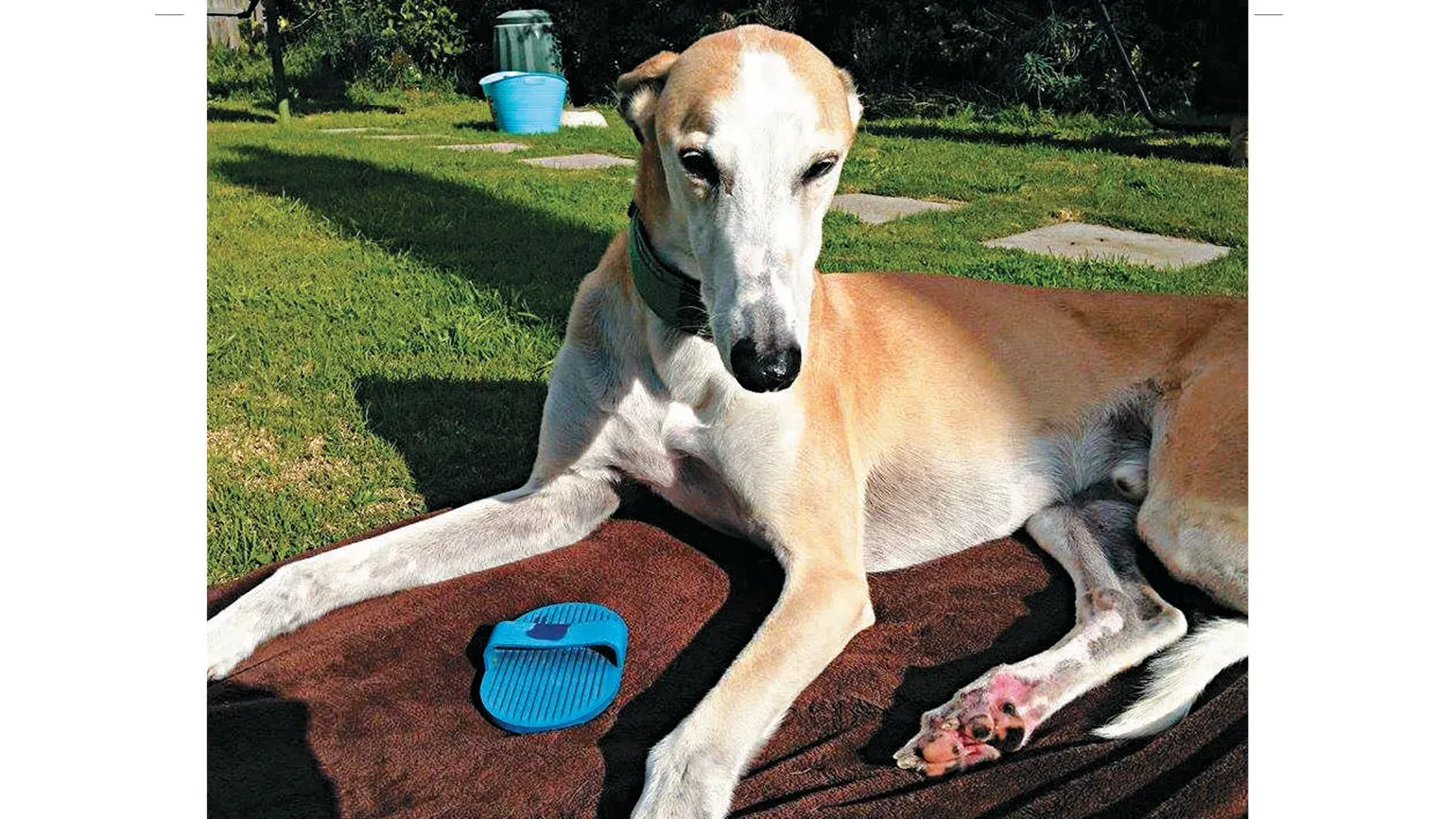 Rex, a retired racing greyhound, leaning against his human.