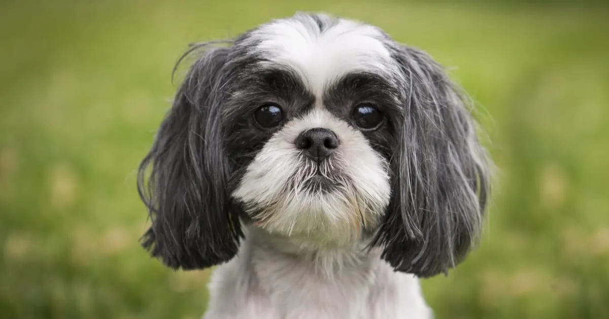 Shih Tzu dog ready to play