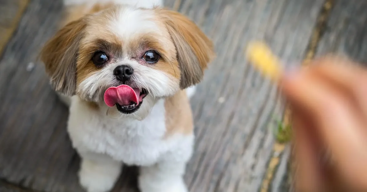Shih Tzu dog