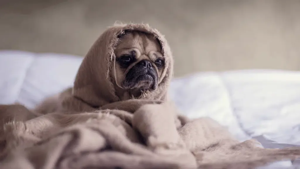 should my dog sleep in my bed
